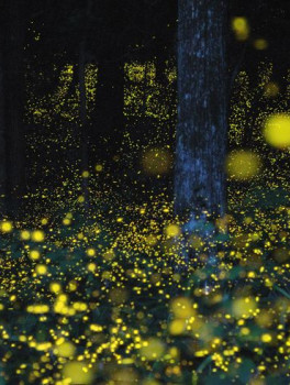 Река светлячков в Куала-Селангоре