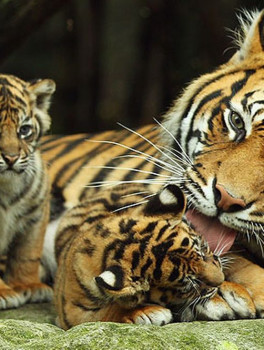 В мире животных