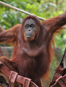 Зоопарк Куала Лумпура