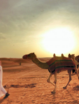 Вечернее сафари с посещением бедуинской деревни