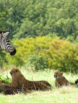 Фудзи "Сафари Парк" (сопровождение)